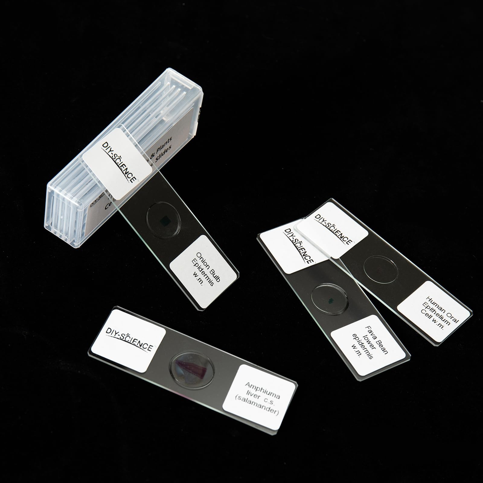Typical Animals and Plants Cells Microscope Slides, Amphiuma Liver, Human Ora...