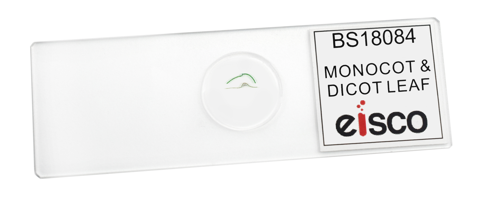 Monocot & Dicot Leaf - Prepared Microscope Slide - 75x25mm - Eisco Labs