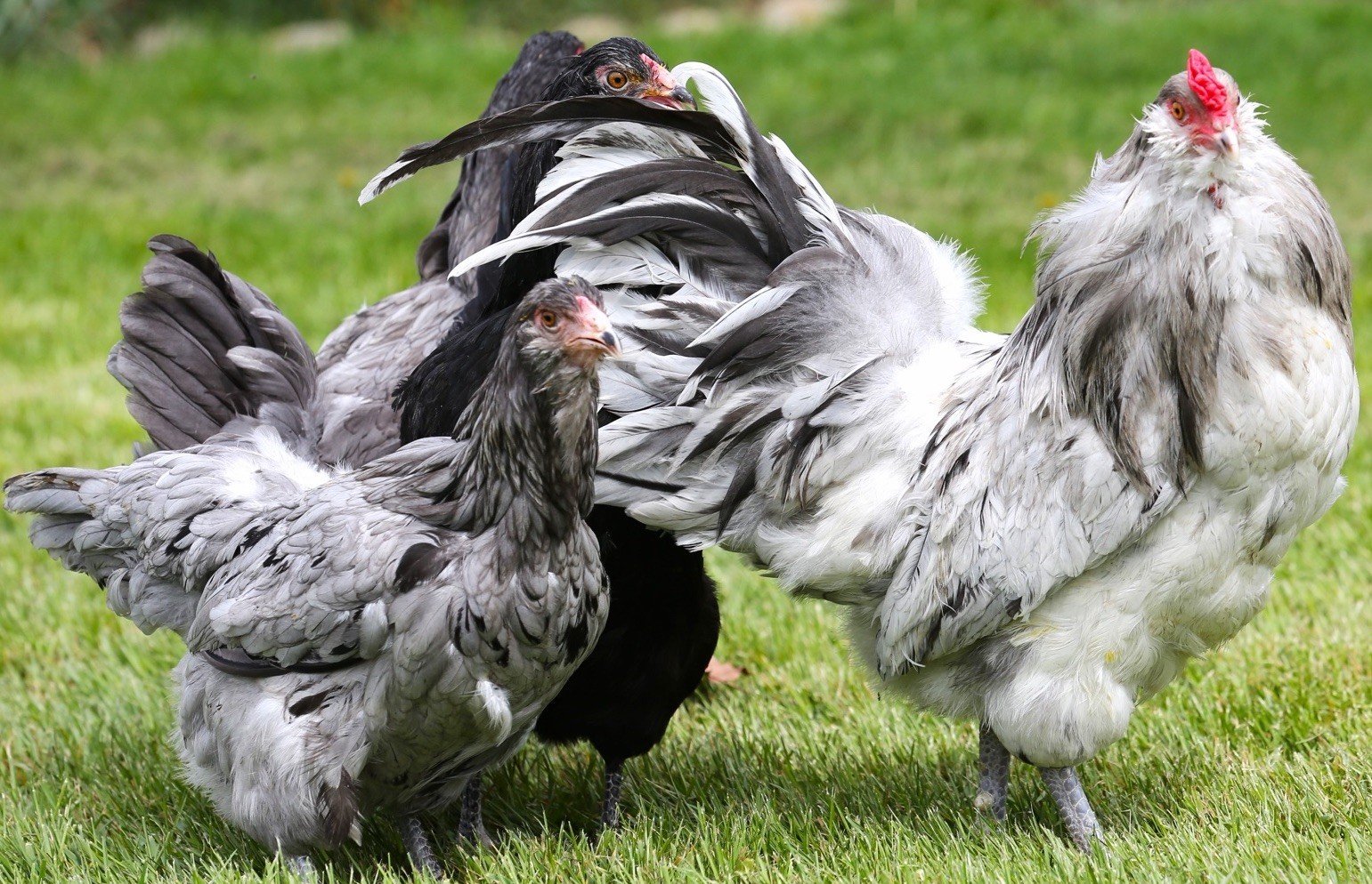 10++ NPIP Blue/Black/Splash Ameraucana Hatching Eggs - Read Description