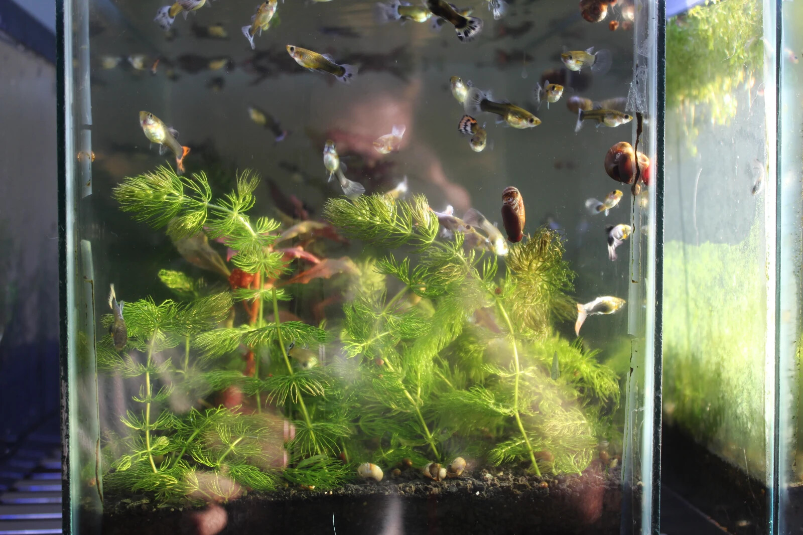 3+ Hornwort Live Aquarium Plants