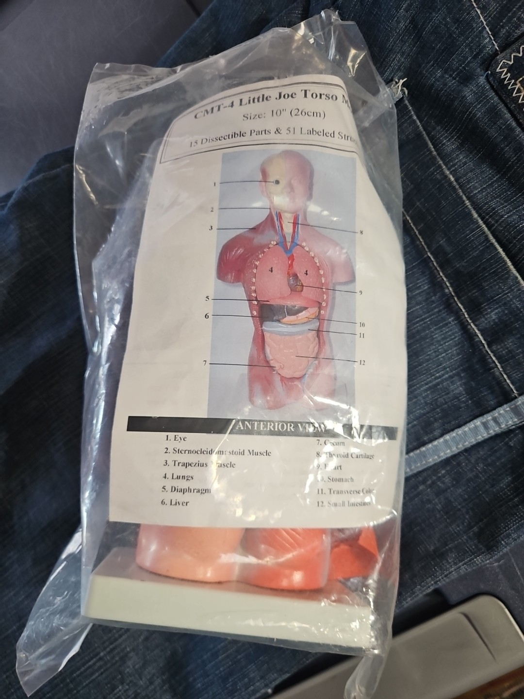 Brand New Little JOE 10" Anatomical MODEL TORSO Male Free Shipping Complete