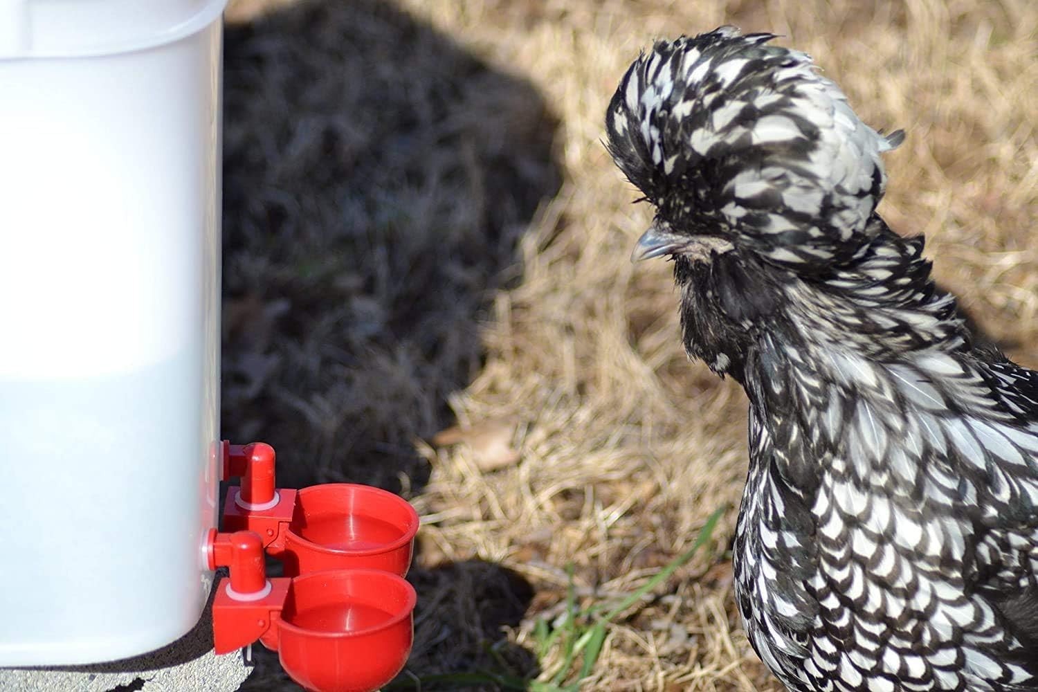 DIY Waterer Kit Auto-Fill Cups with Inserts 2 Pack