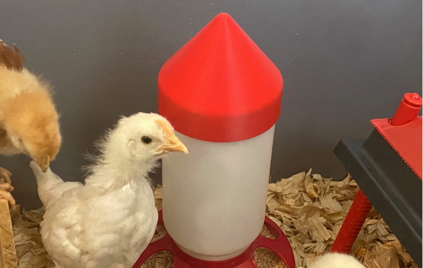 Anti-Roost Cap for Chick Waterers and Feeders