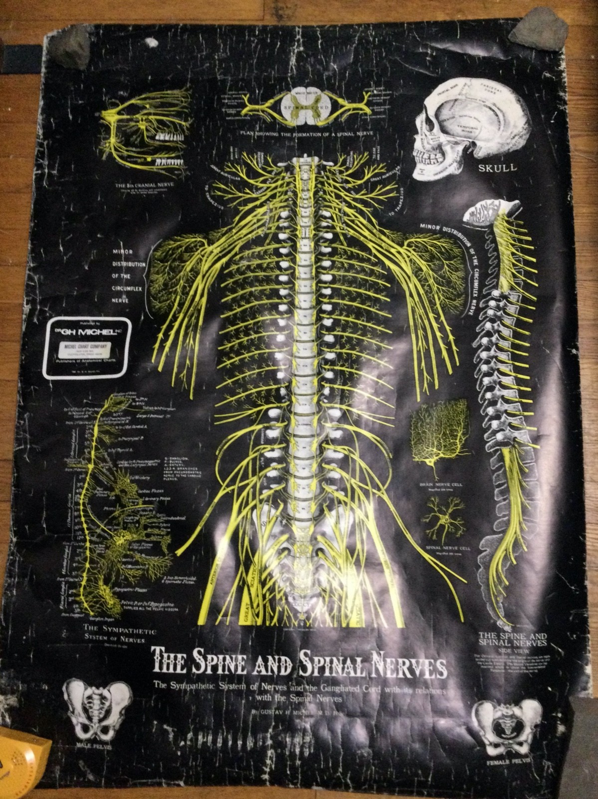 c1964 Vintage Anatomical Pull Down Chart The Spine and Spinal Nerves Dr GHMichel