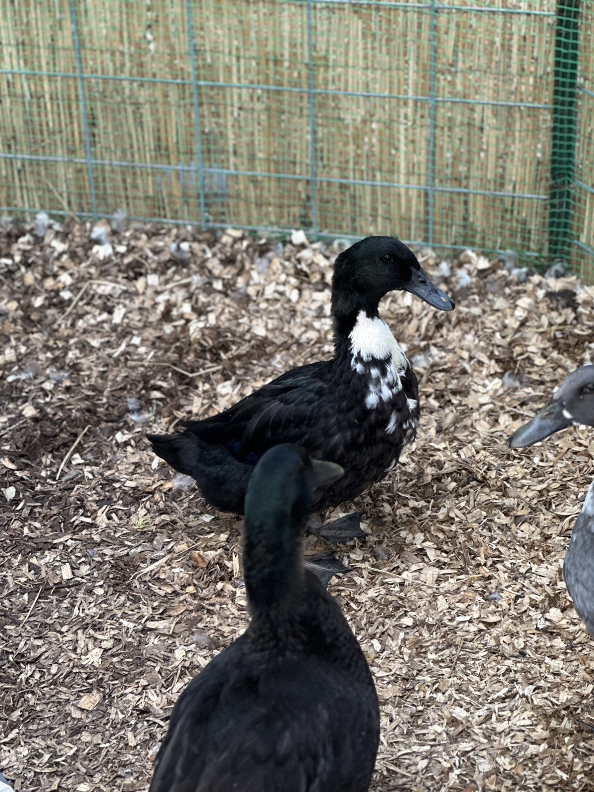 4 BLACK SWEDISH DUCK EGGS- WILL SHIP SAME DAY LAID