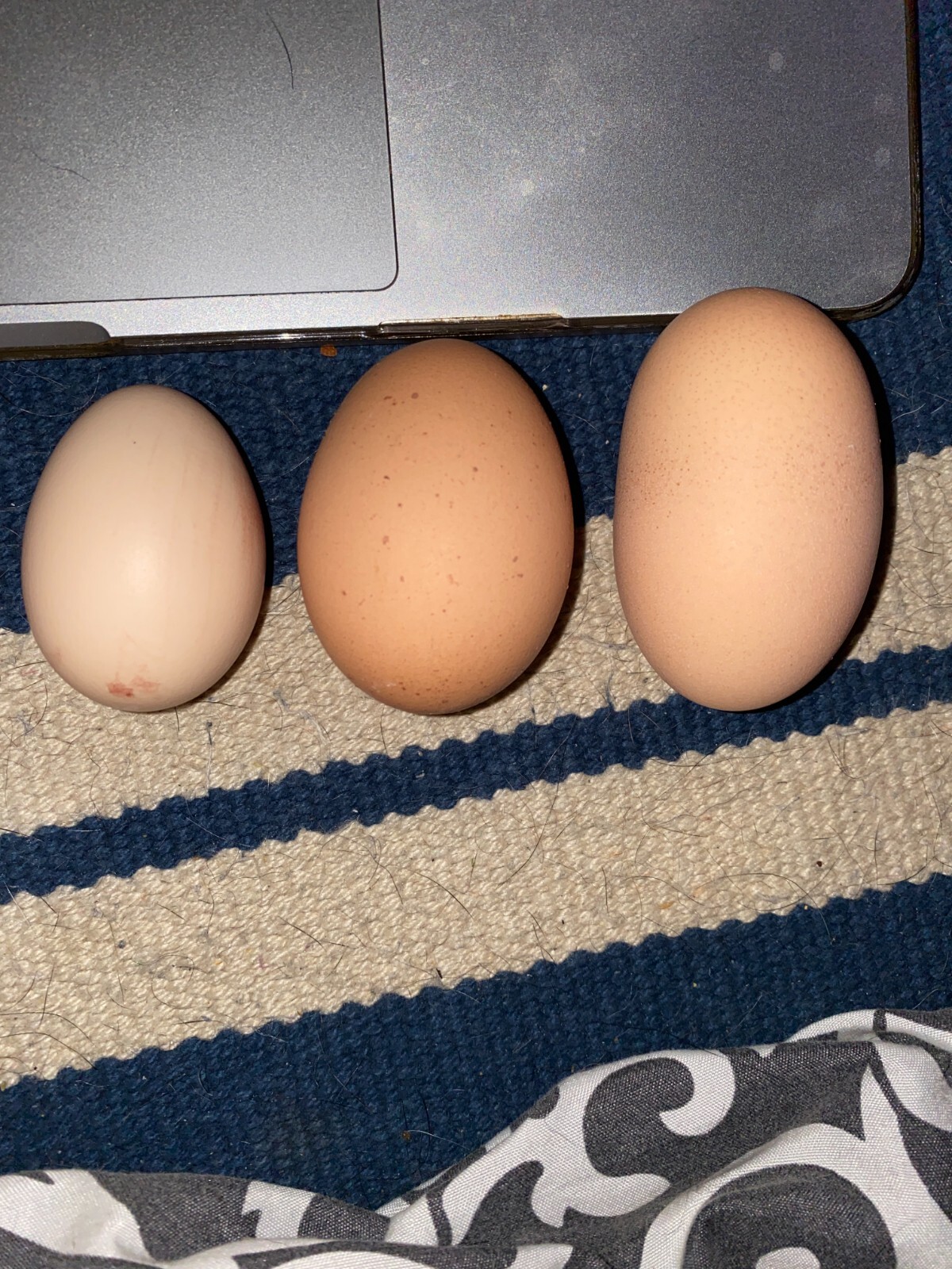 10 Custom Select Chicken Hatching Eggs - You Choose - See Description for Breeds