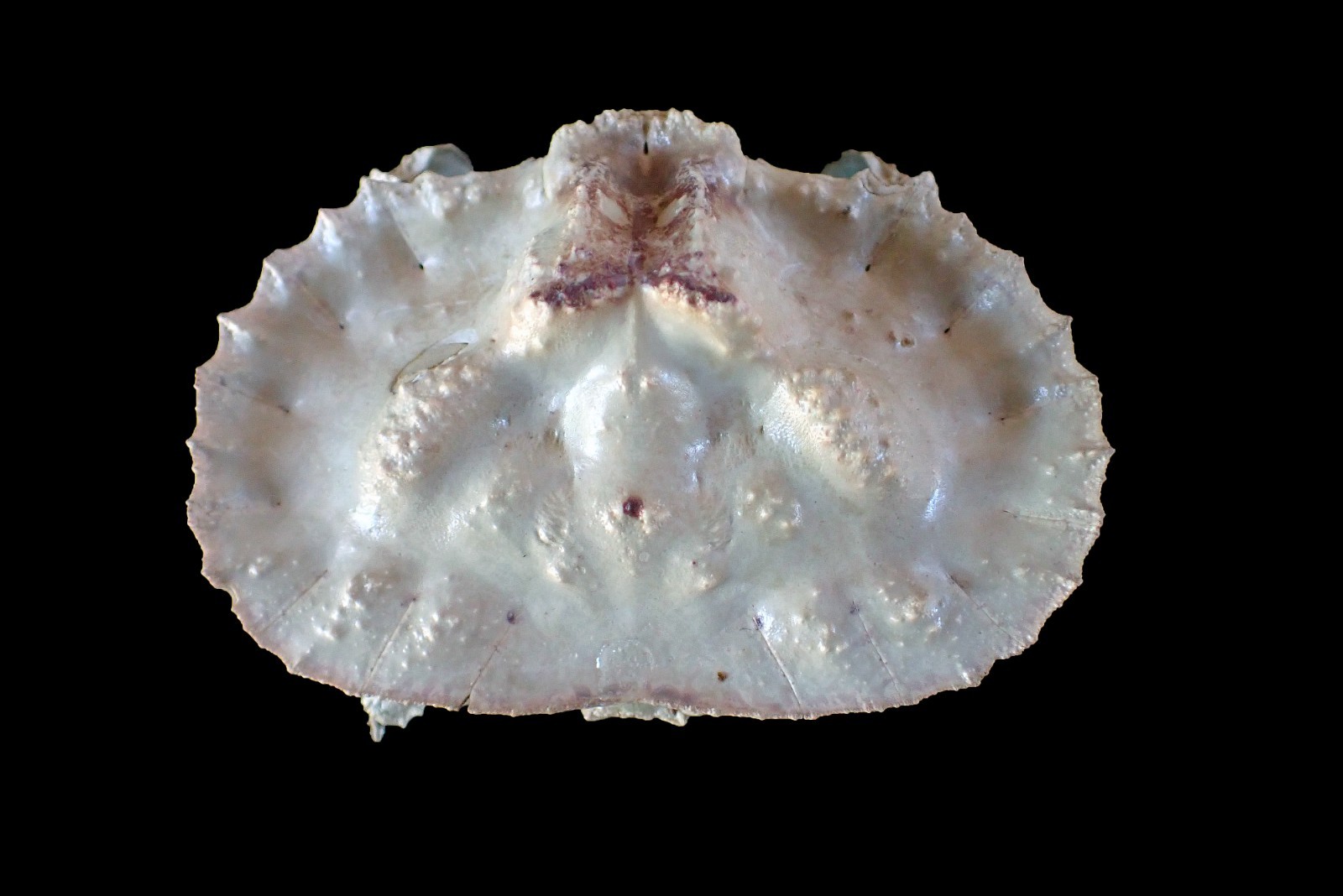 Crabtaxidermy -  Aethra edentata "Flat elbow crab/Potato chip Crab" RARE CRAB!!