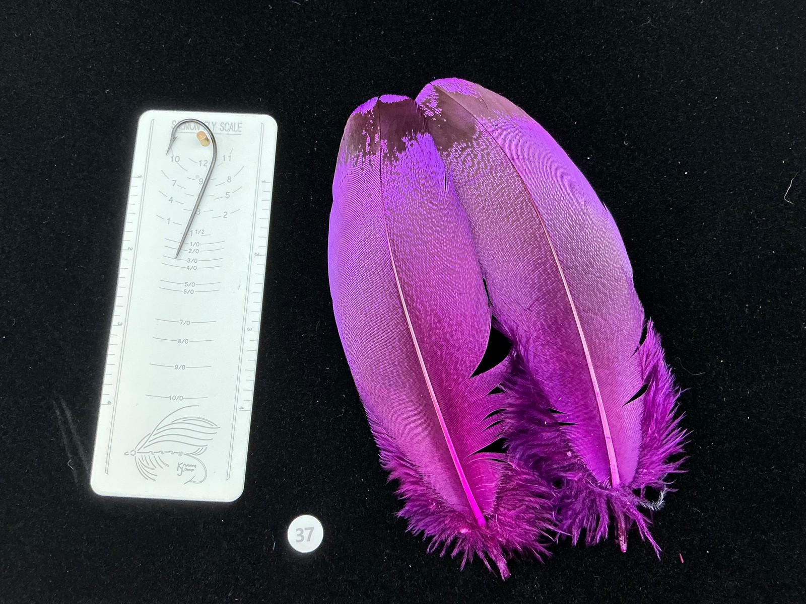 Dyed Kori Bustard feather pair 37