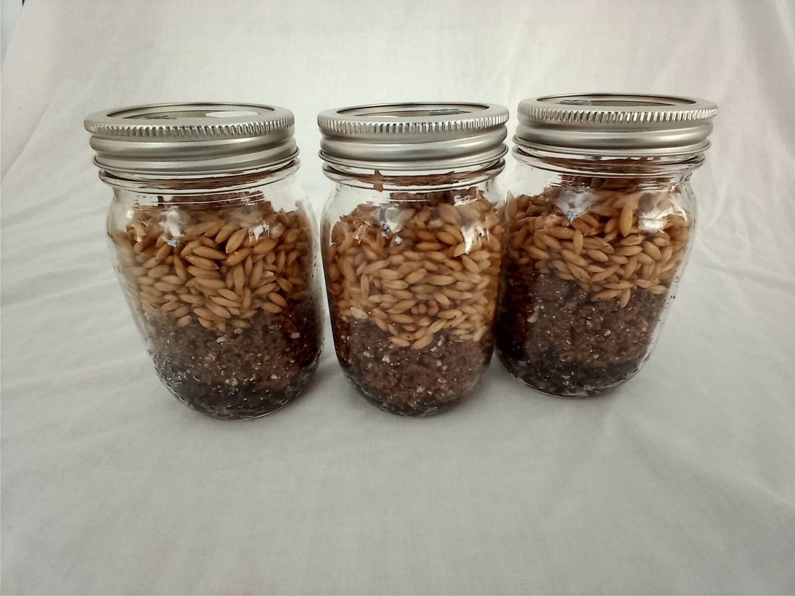 3 PINT Mushroom Jars READY ALL N 1 Sterilized Substrate Grain Grow Fast SHIP [A]