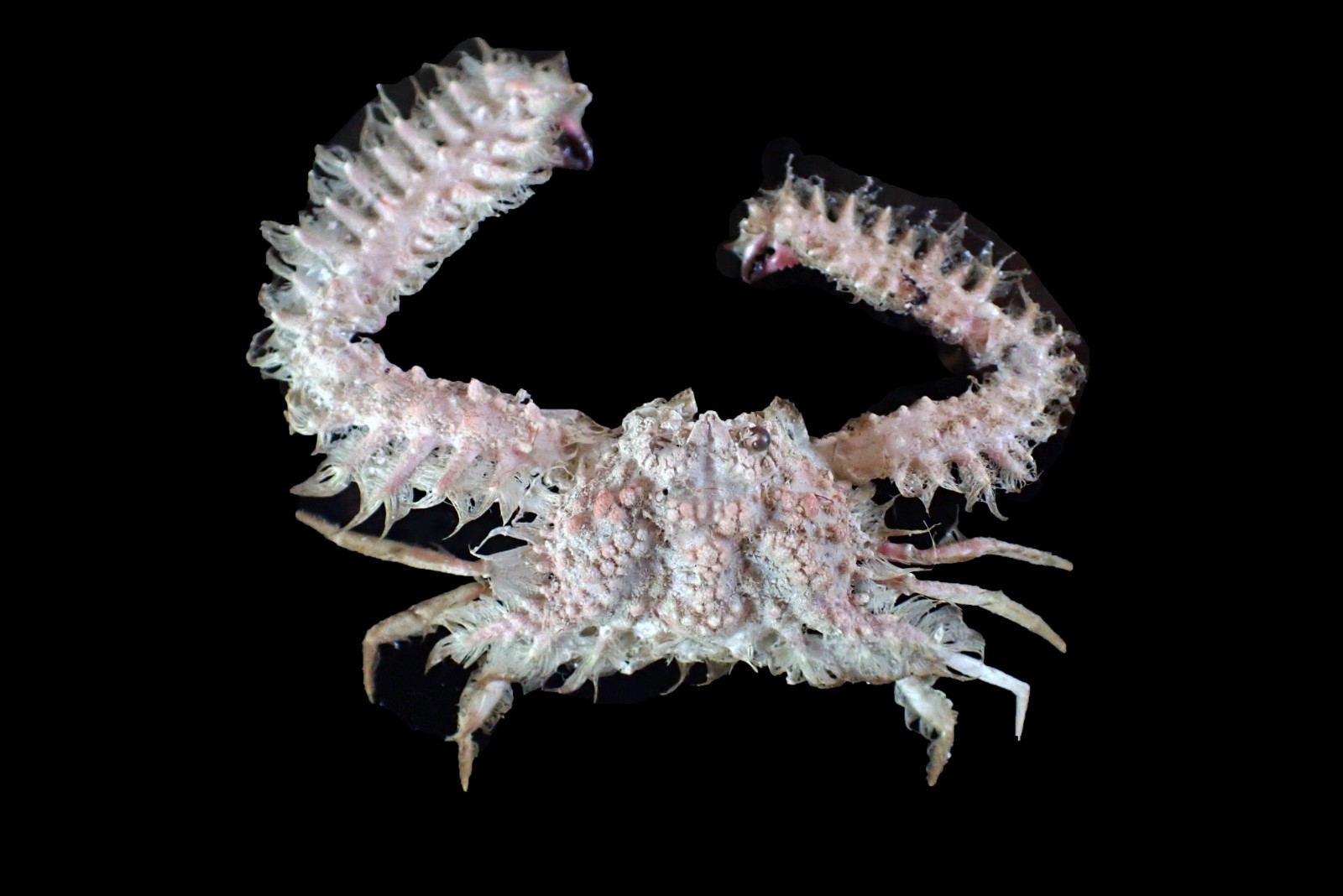 Marine Life Crab taxidermy -  Aulacolambrus granulosus "Hairy elbow crab" RARE!!