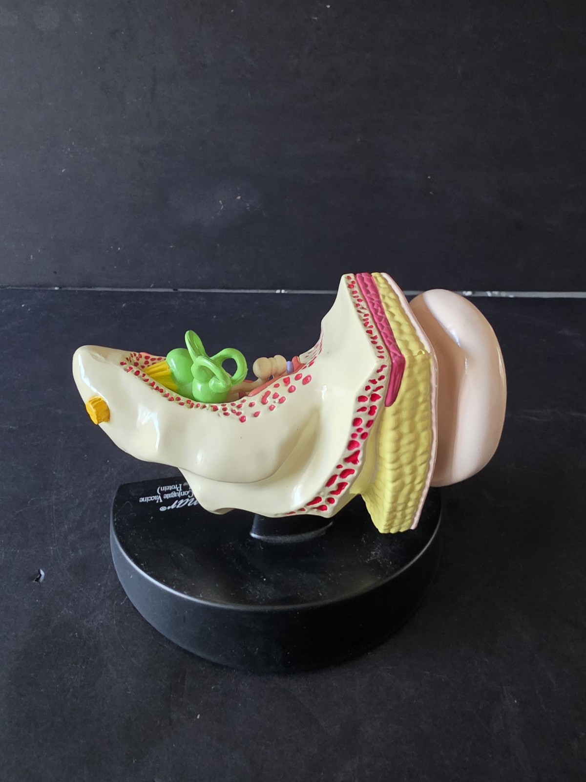 3D Scientific Human Ear Anatomical Display Model Inner Canal Pharma Design 2001
