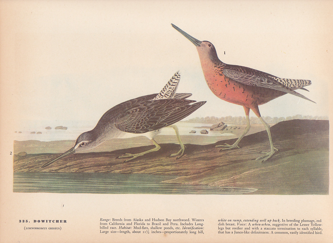 Audubon 1942 Vintage Birds #335 "Dowitcher" Full Color Art Plate Lithograph