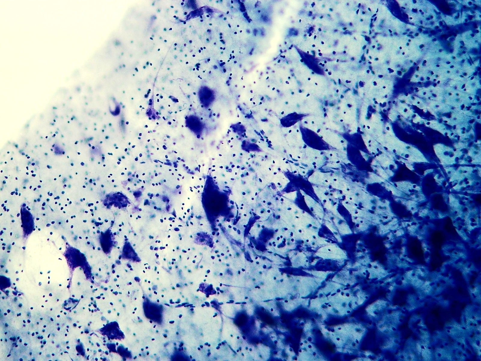 Histological Microscope Slide Preparations (100) - Zoological and Botanical