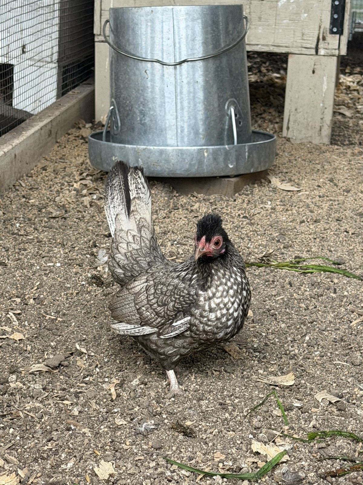 8 Kikiriki Hatching eggs NPIP/AI and PT Clean