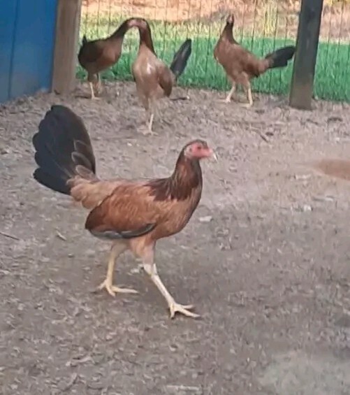 12 Chicken Hatching Eggs
