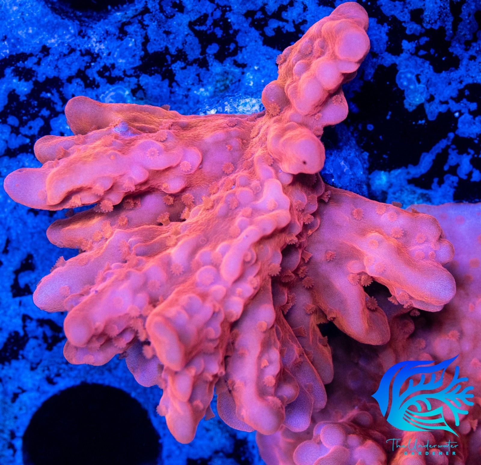 Aquacultured Orange Setosa Coral (Montipora setosa) - TUG - Live Coral - Frag