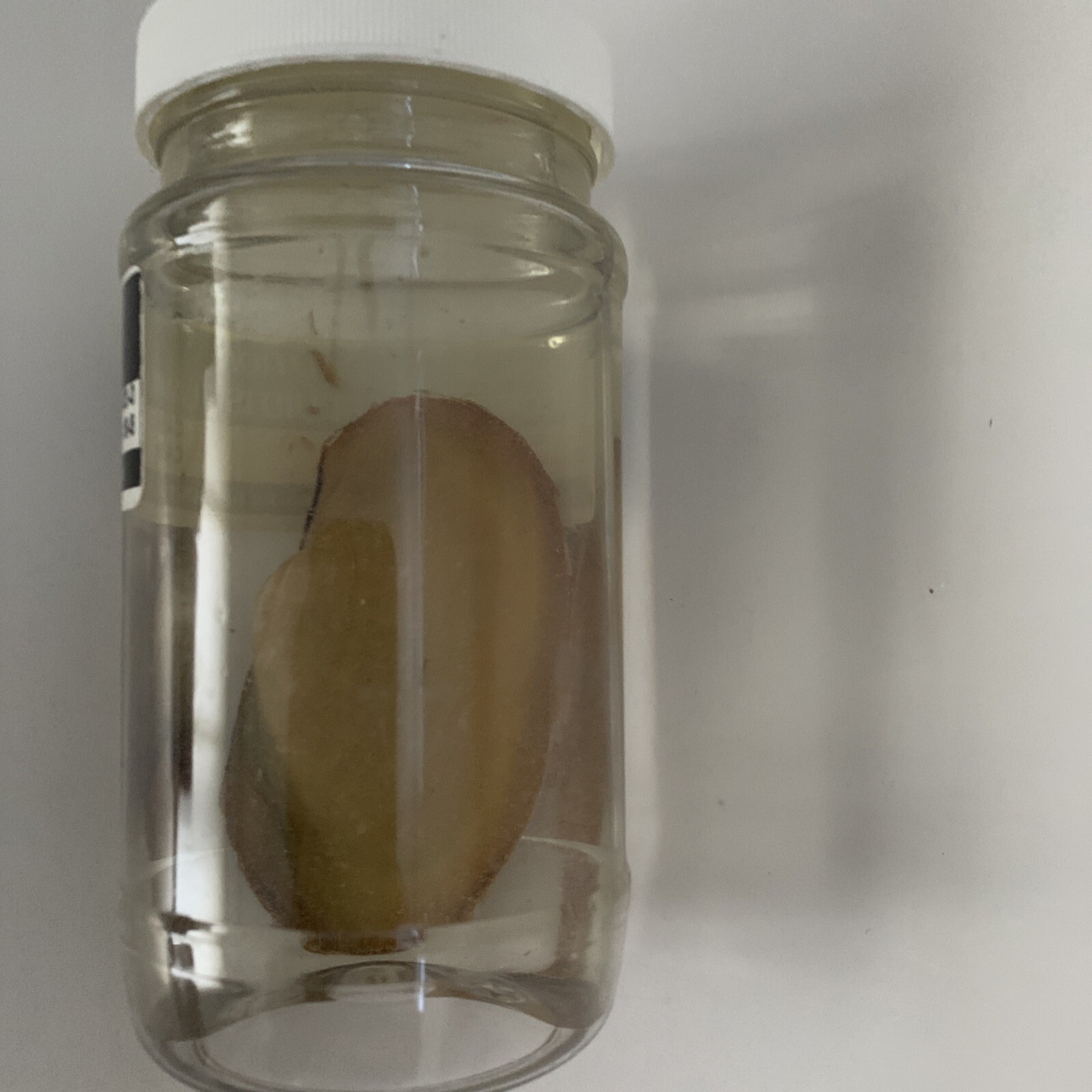Ramaco Mollusca Clam in Alcohol Specimen Science Jar