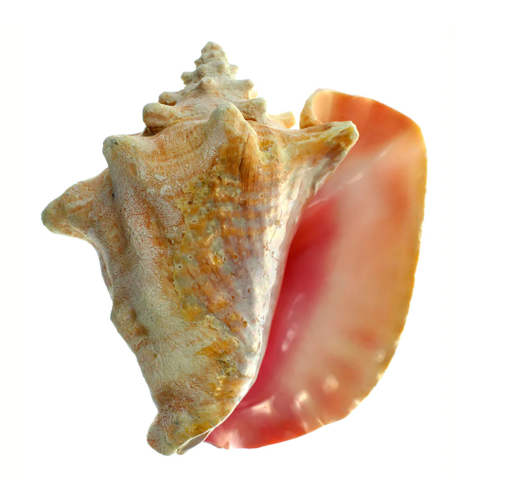 Authentic Caribbean Conch Uncut Shell Medium to Large 6-9+ Inches!