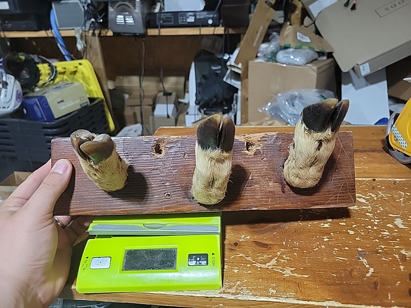 Vtg Deer Foot Hoof Gun Rifle Rack Coat Hat Display Holder 18" Cabin Taxidermy