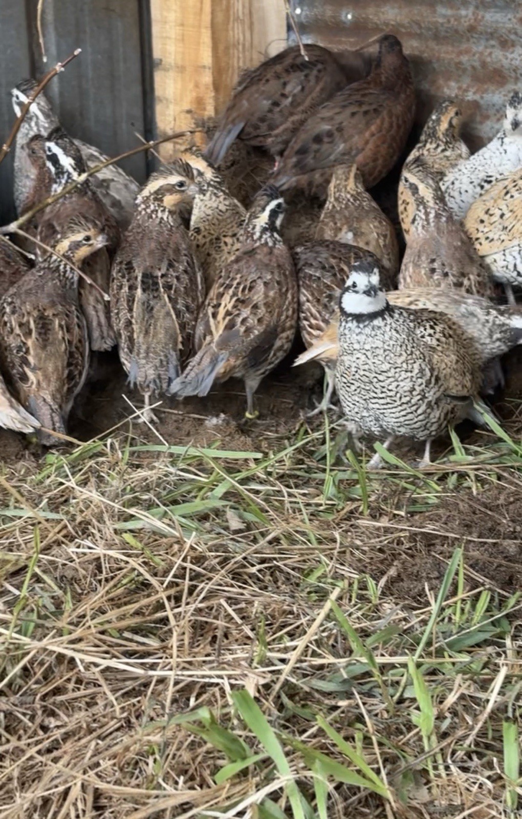 24+ Mixed Bobwhite Hatching Eggs