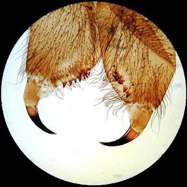 AmScope PS100D 100 Anatomy Botany Prepared Microscope Slides - Set D