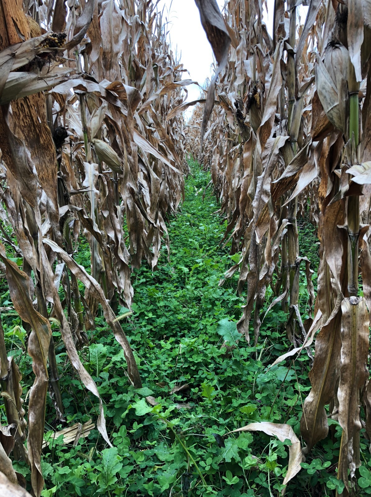 Medium Red Clover, Food Plot Seed, 1/2 Acre, Perennial, Year Round Forage, 5 lbs