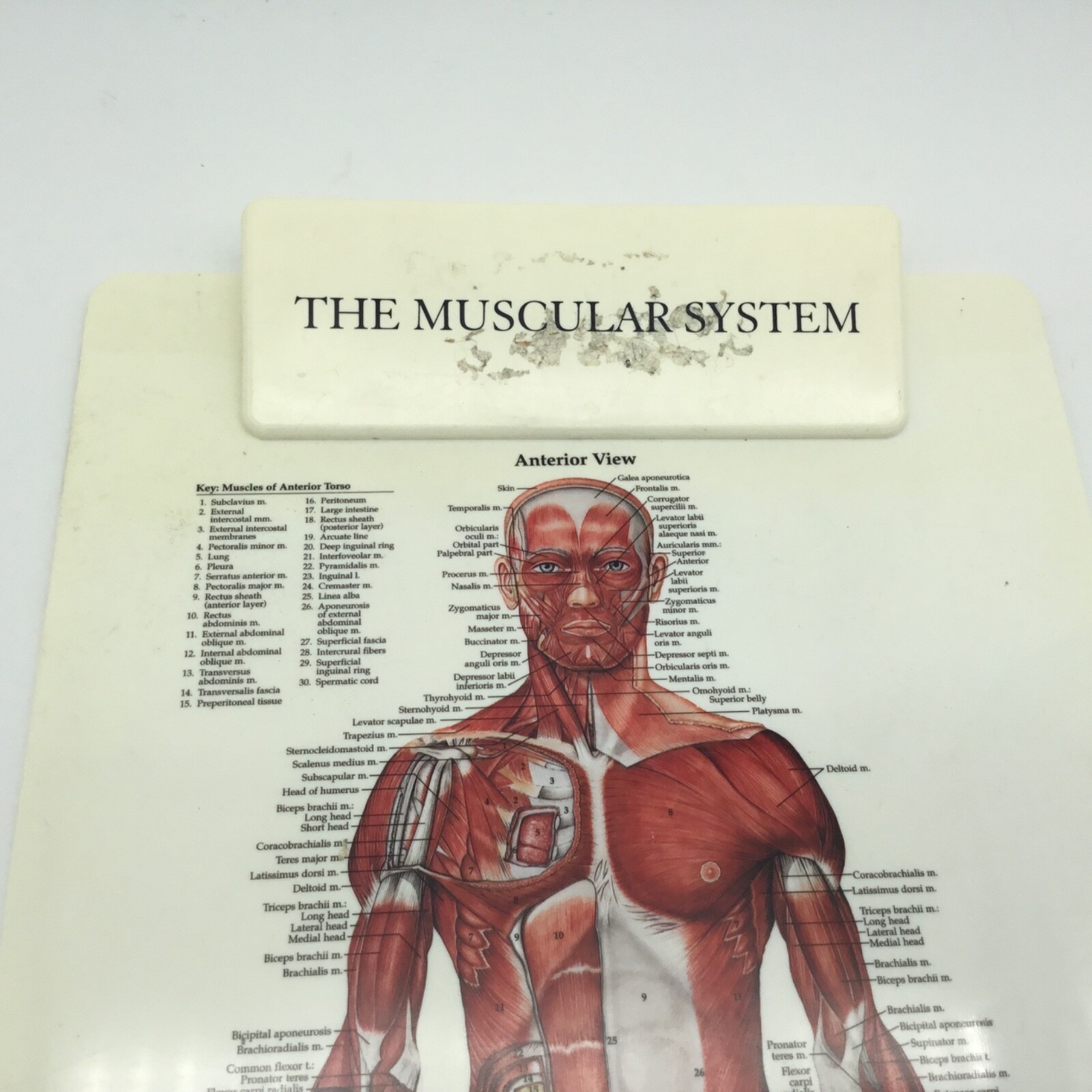 Anatomical Chart Company  Muscular System  Clipboard  15"1/4 Long  Made inTaiwan