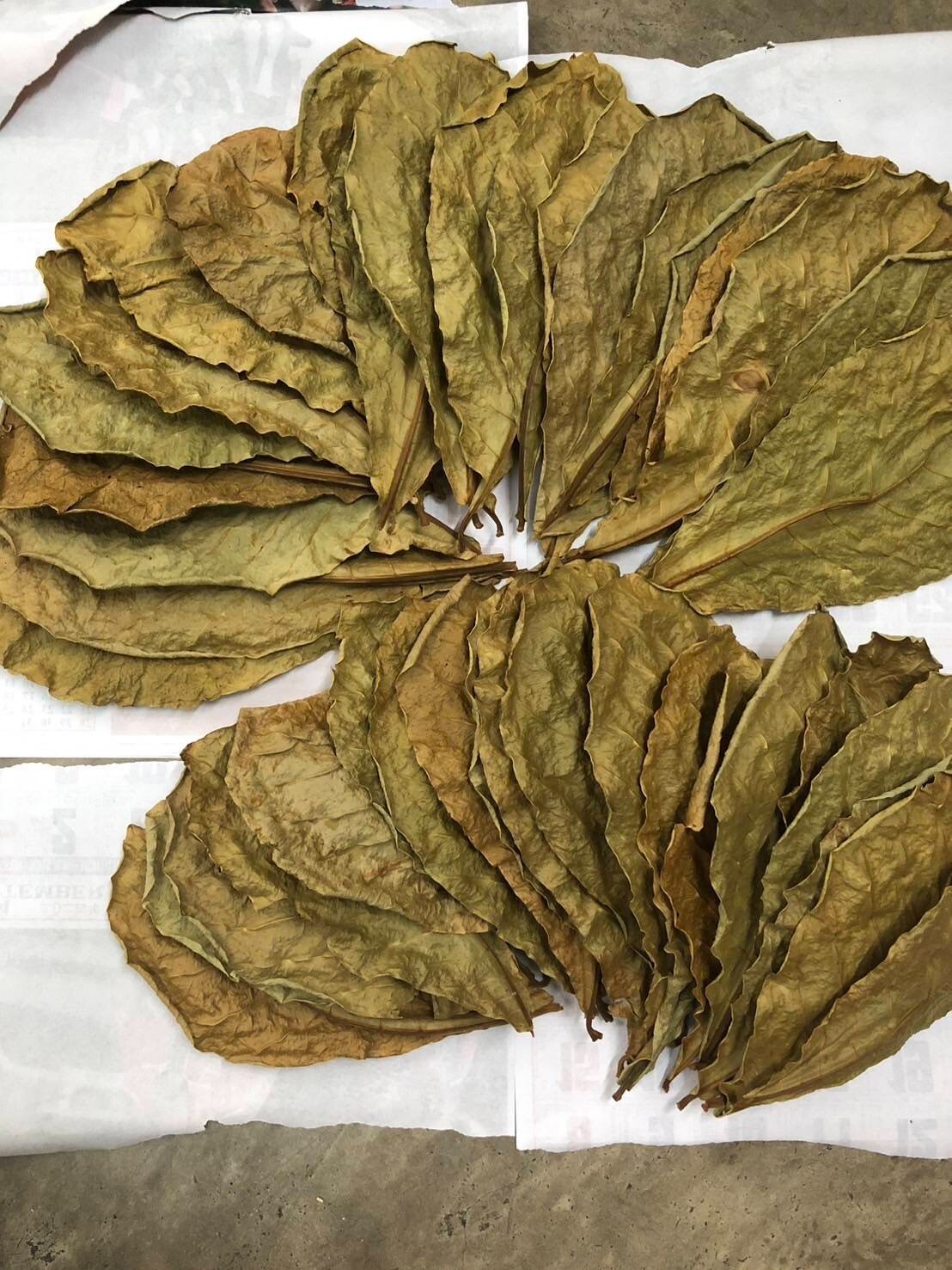 50pcs NATURAL Catappa Indian Almond Leaves for shrimp betta discus cichlid