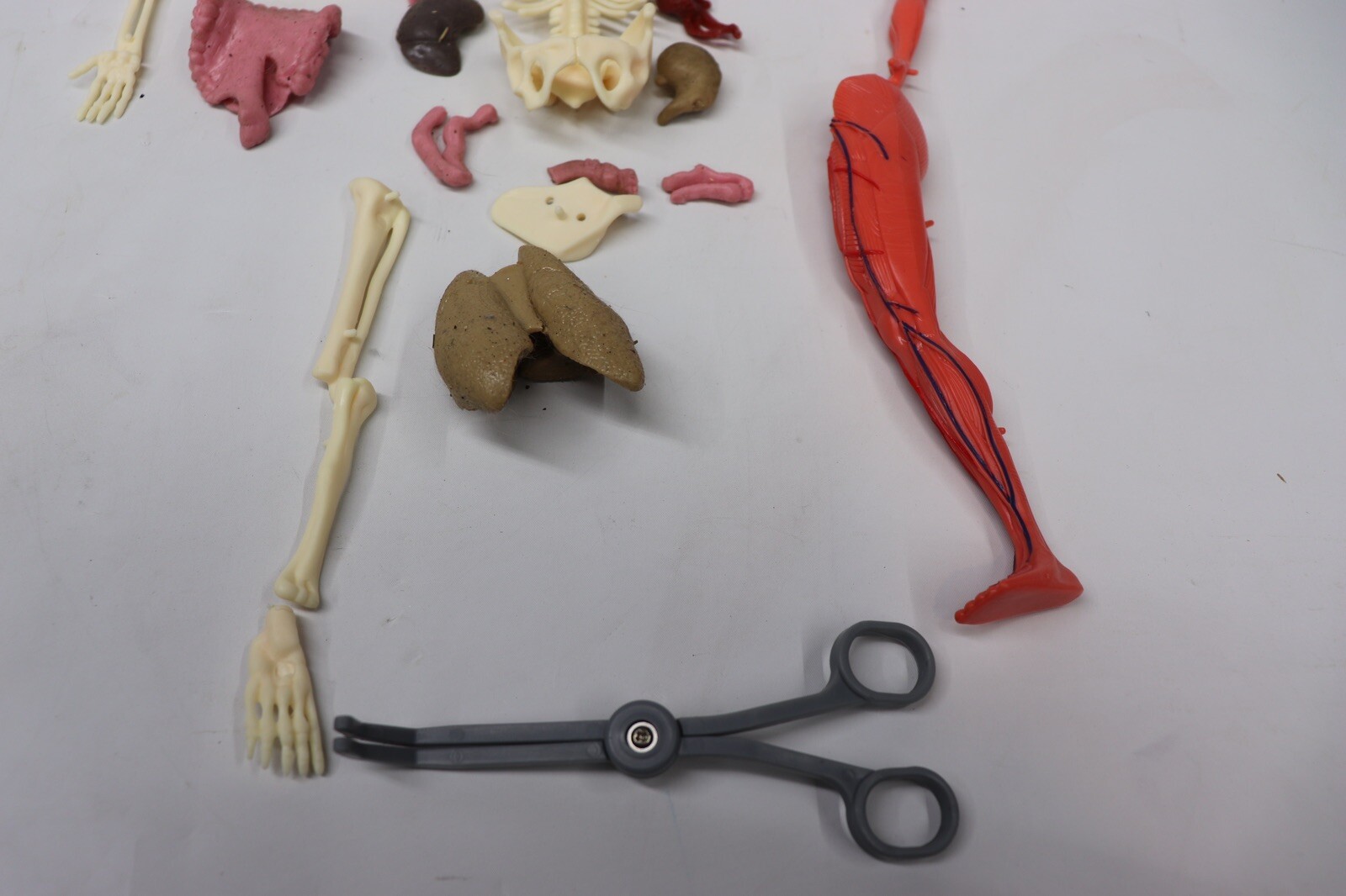 Human Body Educational Clear Plastic Anatomy Body 13" Tall Parts