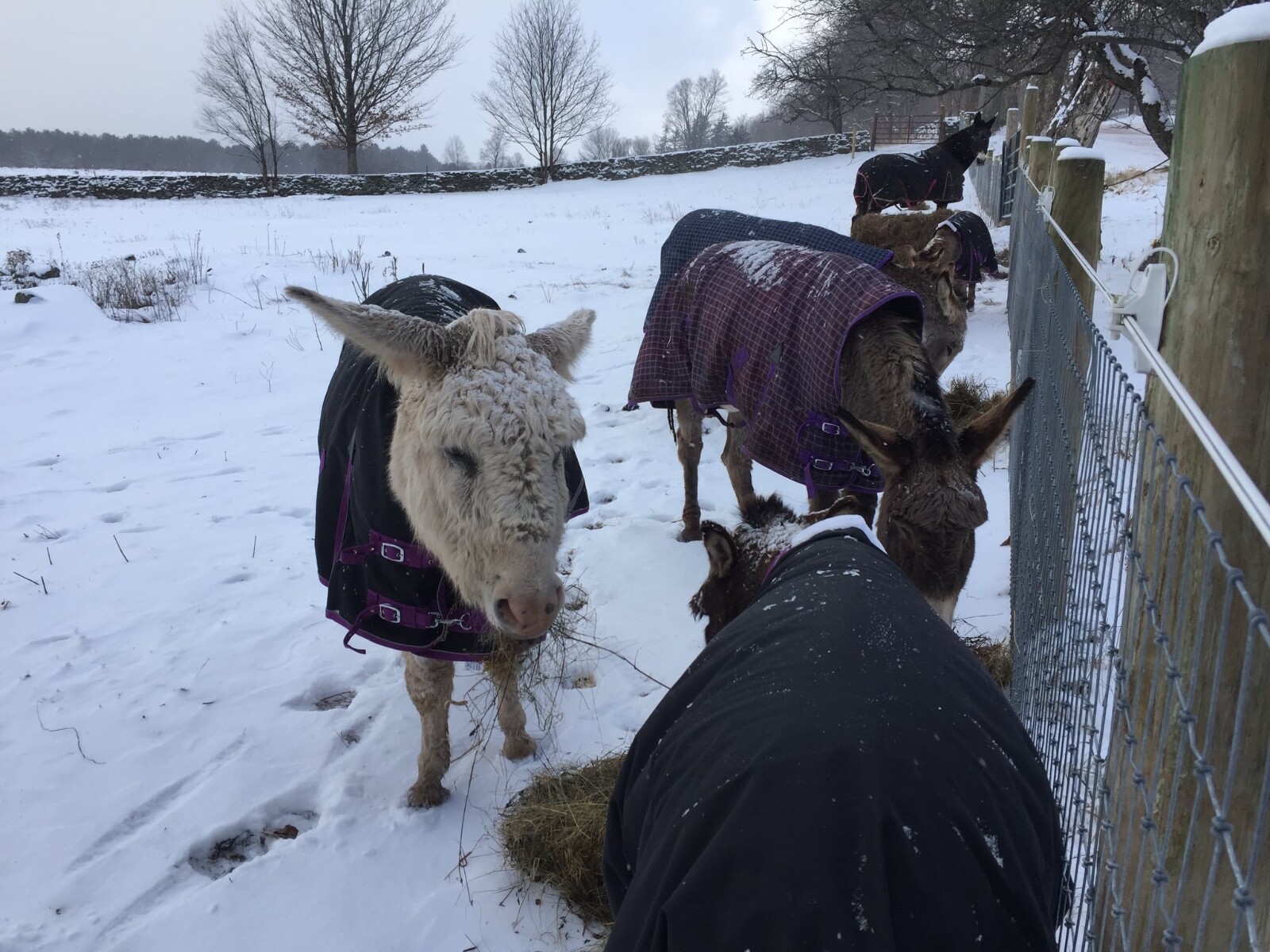 Donkey Longear Winter Turnout Blanket - standard donkey