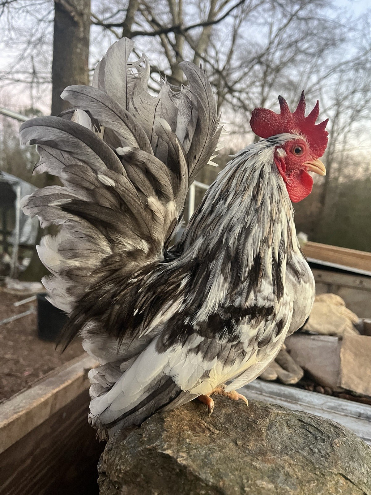 Serama Hatching Eggs from Show Stock NPIP 12+