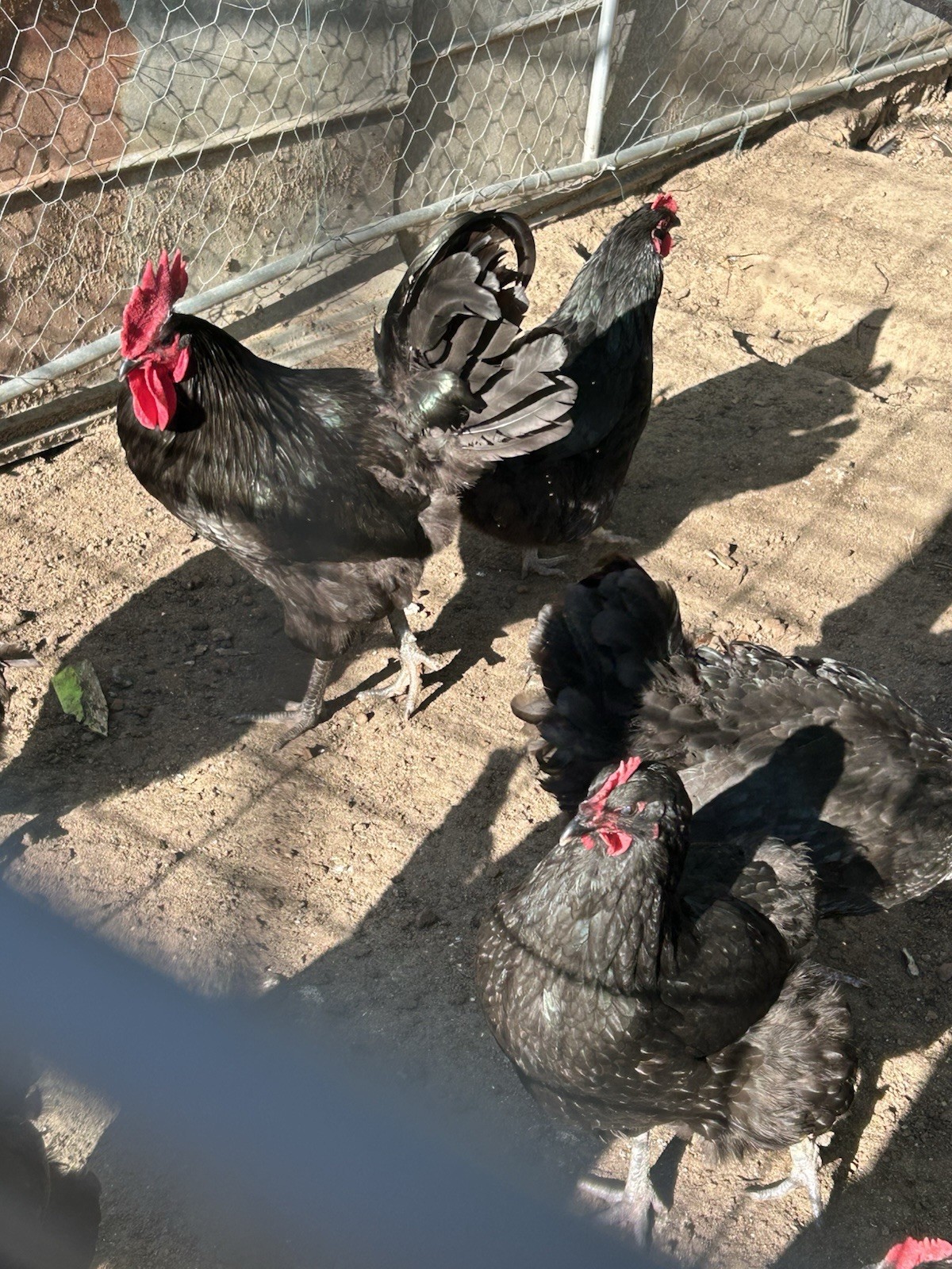 12 Black Australorp Hatching Eggs Pure