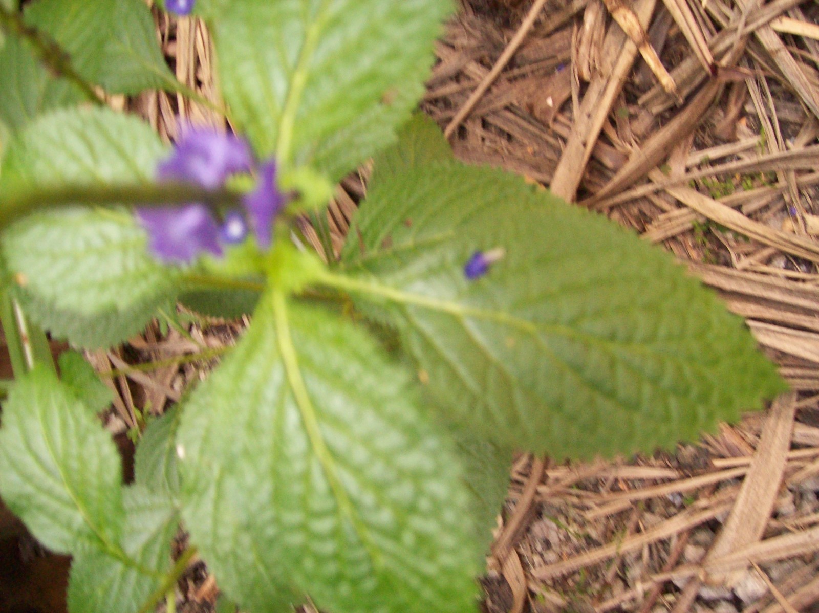 Verbena officinalis Plant 6" and Up Vervain Verbena officinalis Verveine Plant