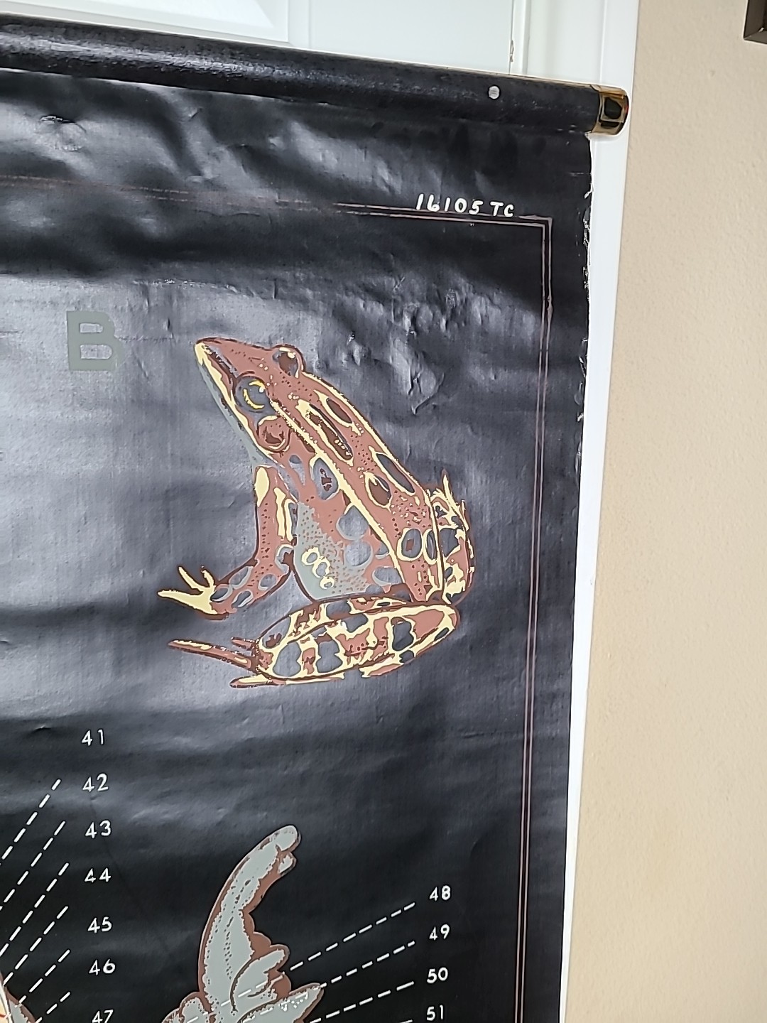 1938 Turtox Products Pull Down Anatomy Chart FROG Chicago USA 30" X 40" GUC