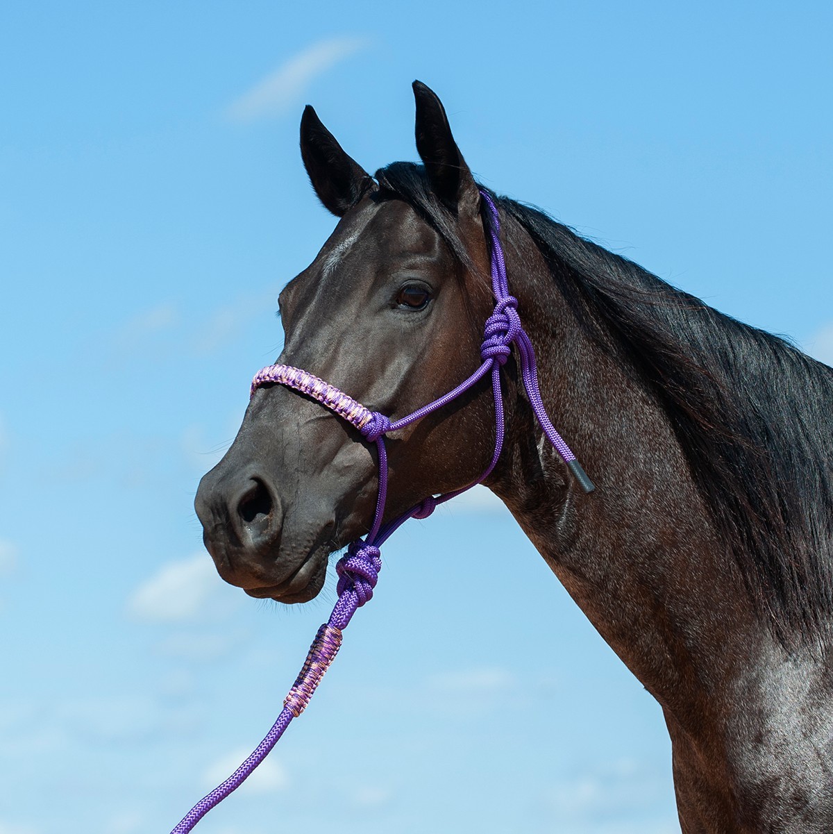 Braided Nylon Rope Halter with 8' Lead Rope