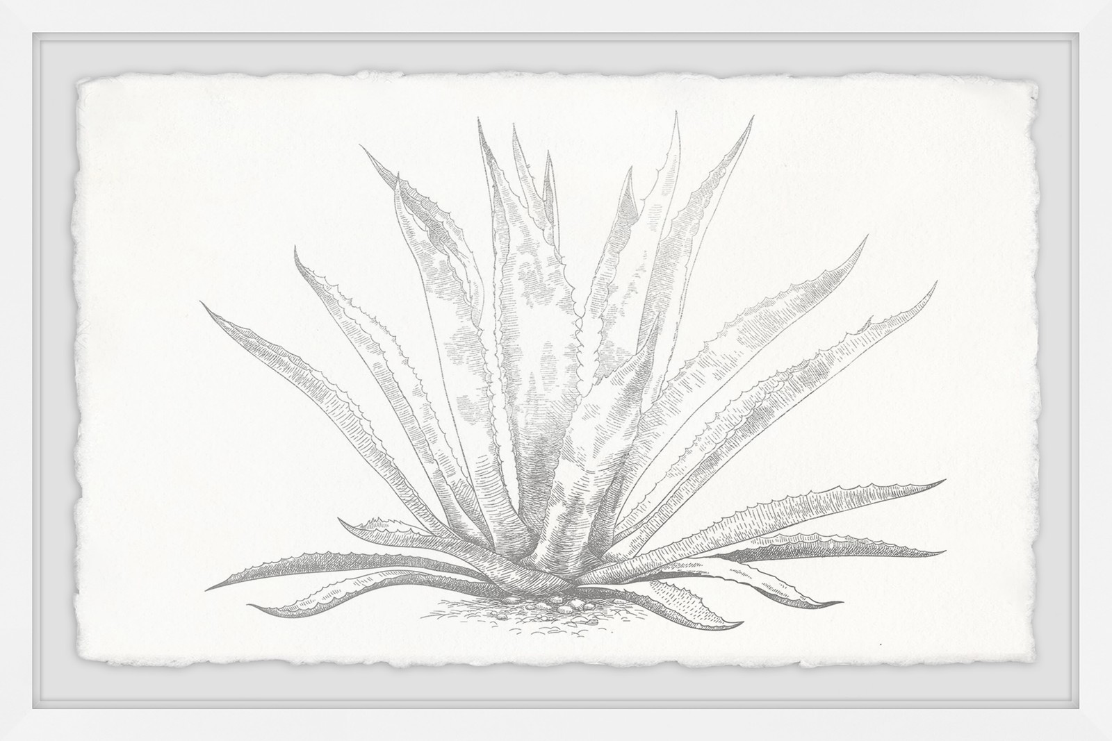 Marmont Hill Agave Desmettiana II Framed Painting Print 12x8