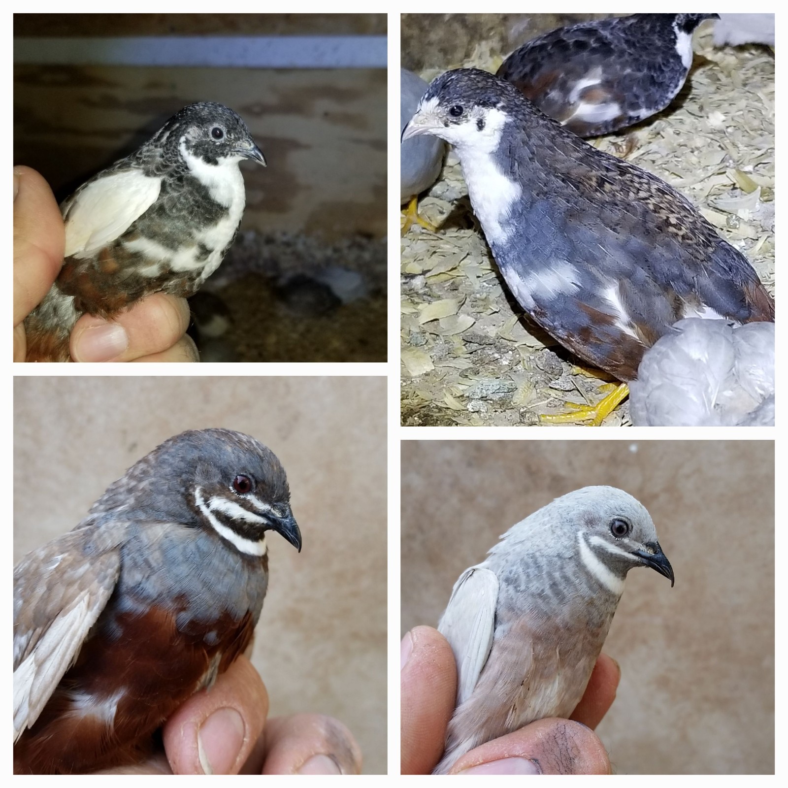 12 Button Quail Hatching Eggs