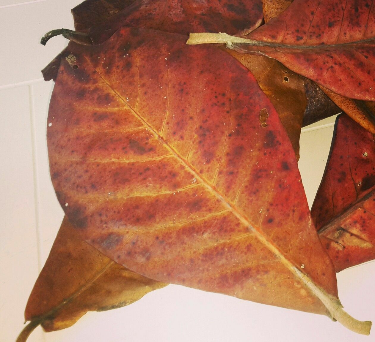 NATURAL INDIAN ALMOND CATAPPA LEAVES Betta discus Shrimp Pleco Hermit Crab Food
