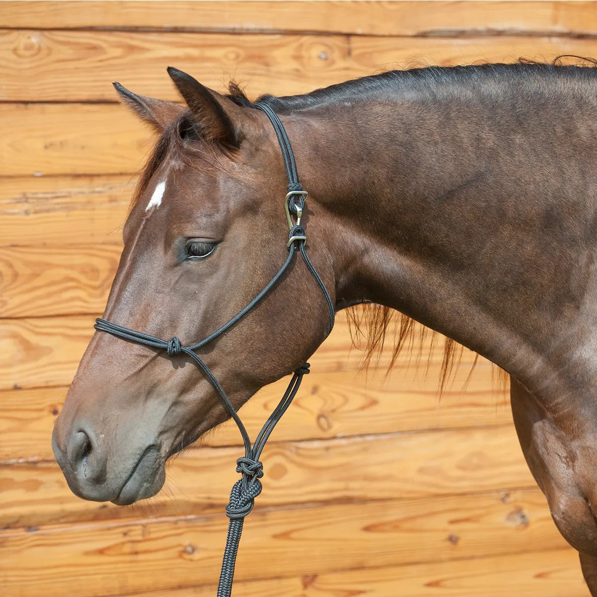 Classic Equine Quick Change Halter with 9ft Lead & Buckle System