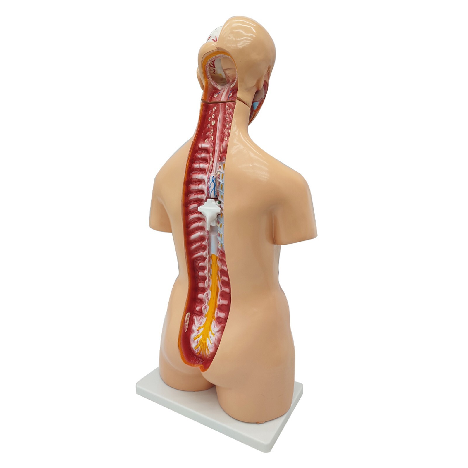Human Torso Model Replaceable Detachable Female/Male Medical Teaching Model