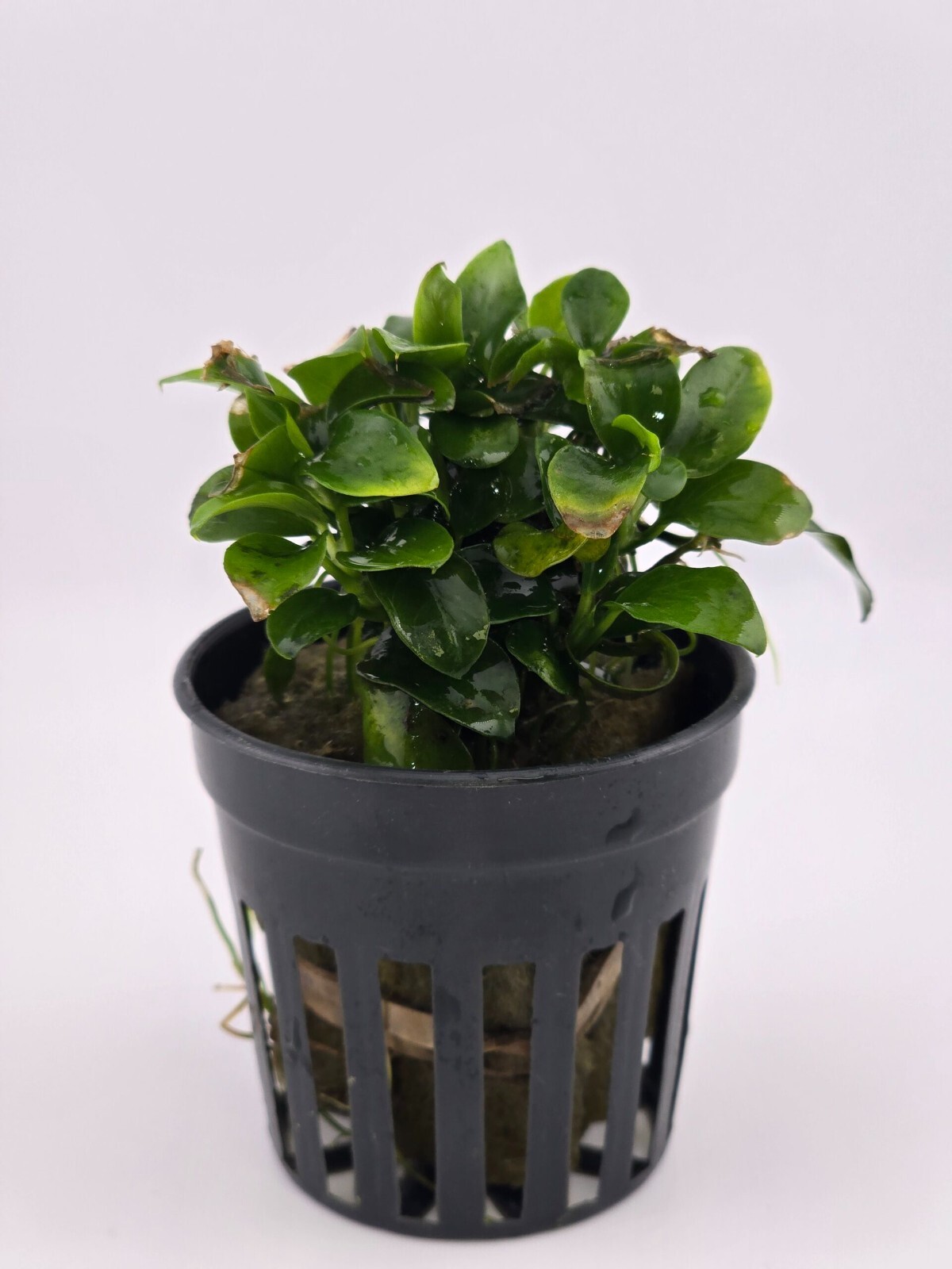 Petite Anubias Nana 2" Pots Aquarium Live Plant Buy 1 Get 1 FREE