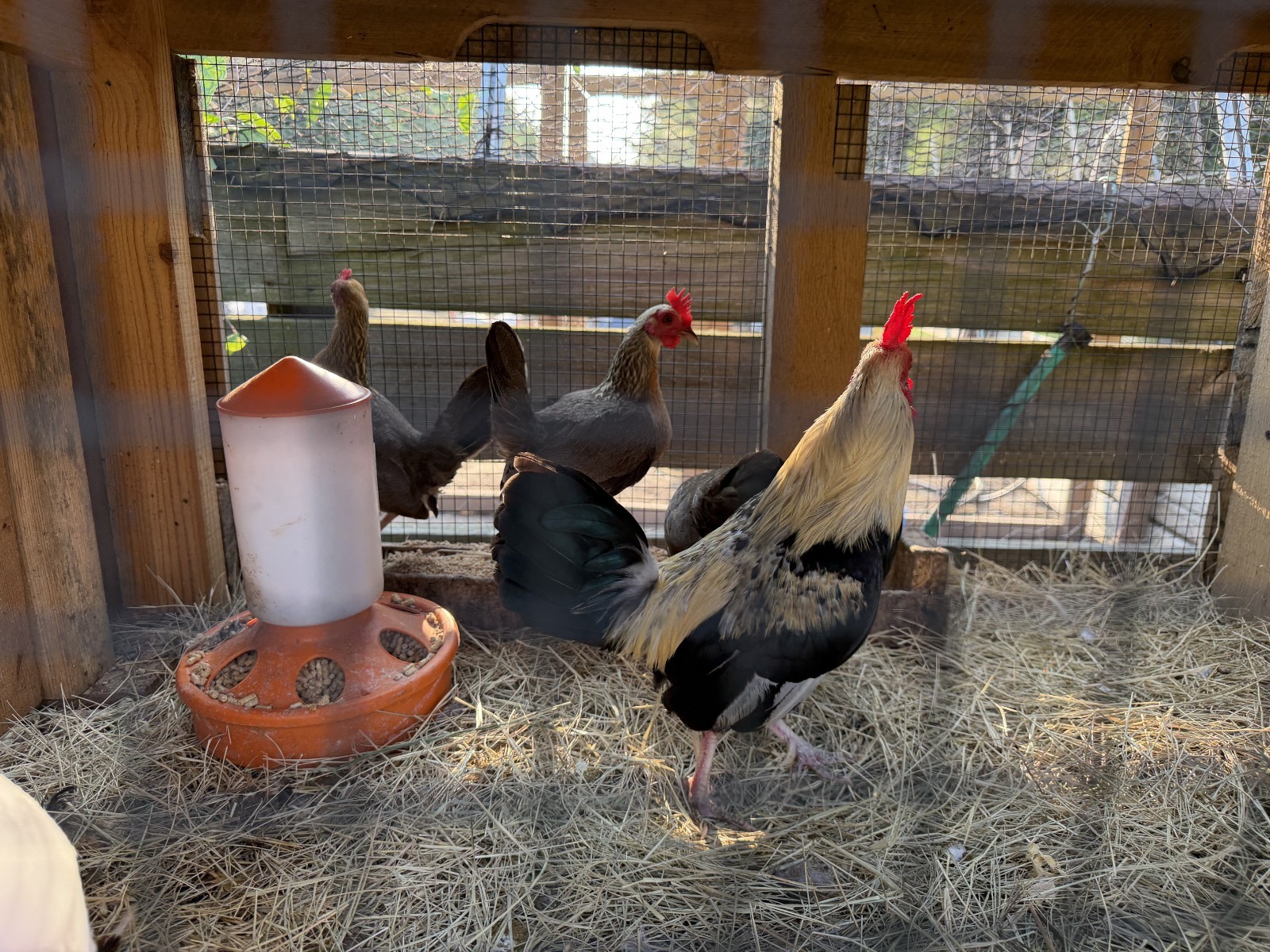 5 Old English Bantam Hatching Eggs-Pure-bred