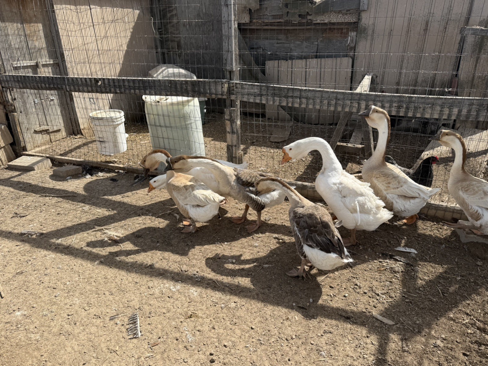 African Dewlap geese Hatching Eggs