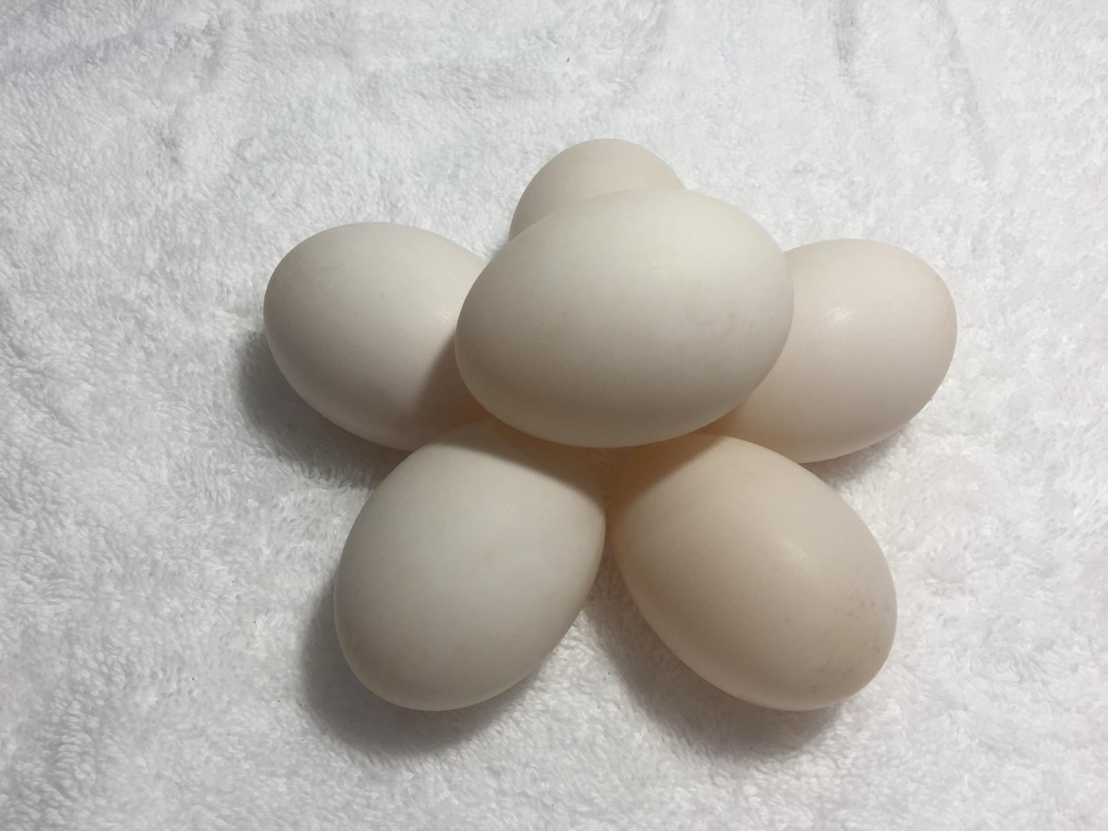 Fertile Duck Hatching Eggs, - Lot of 12
