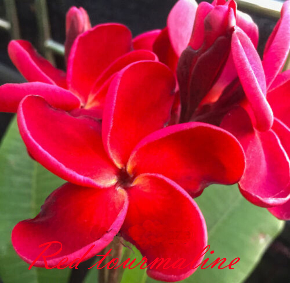 Plumeria rubra Frangipani Flowers  "Red Tourmaline" fresh 100 Seeds Rare!!