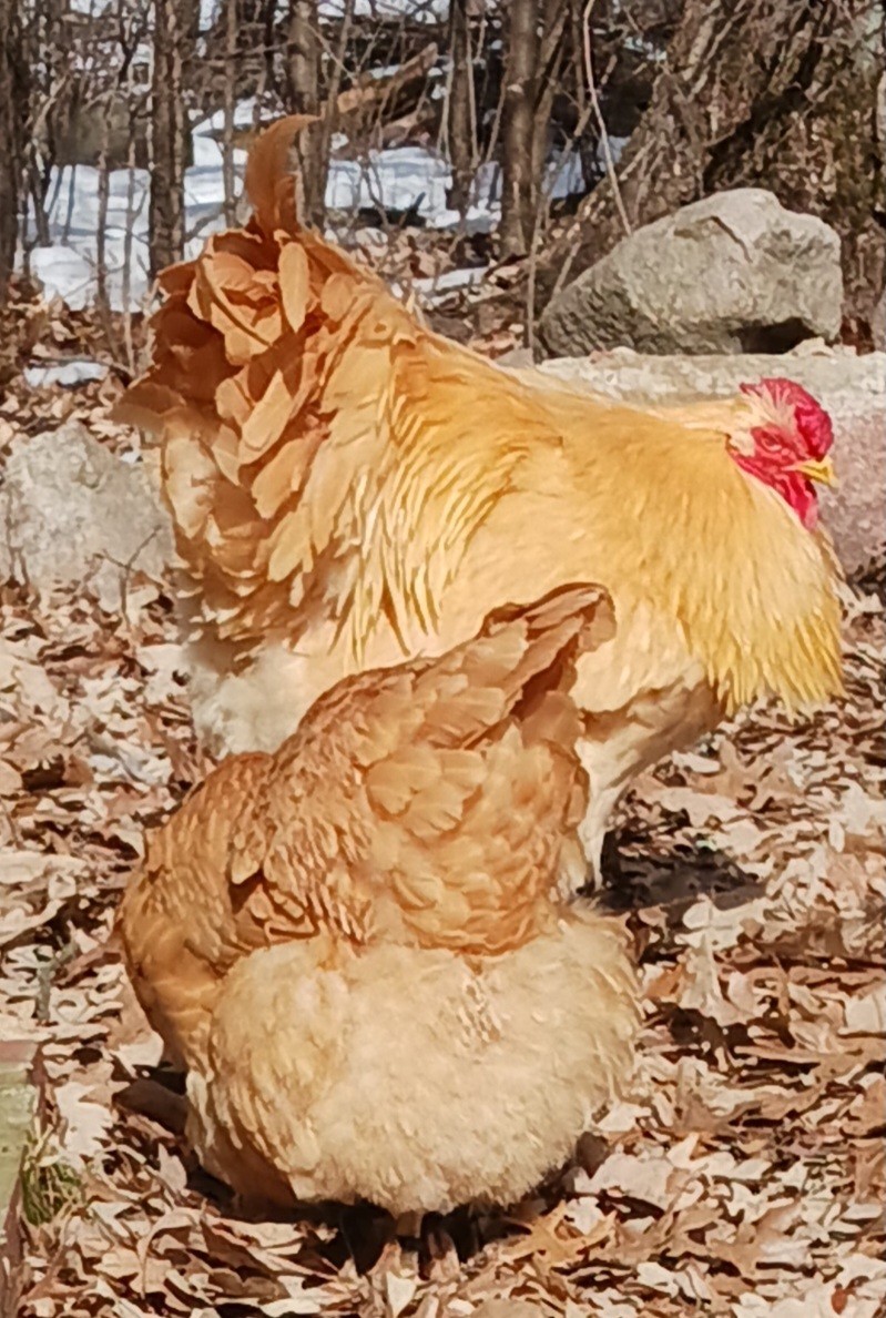 10++ Buff Wyandotte Hatching Eggs