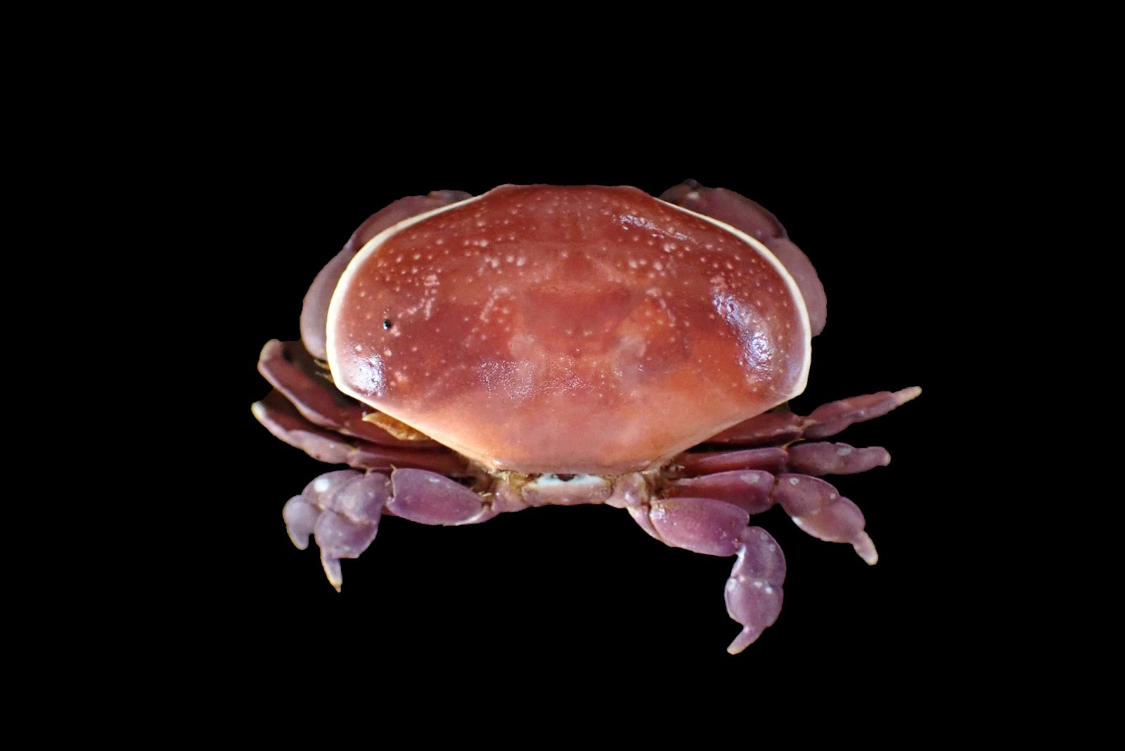Crab taxidermy -  Atergatis latissimus "Wide atergatis crab" White Ring Carapace