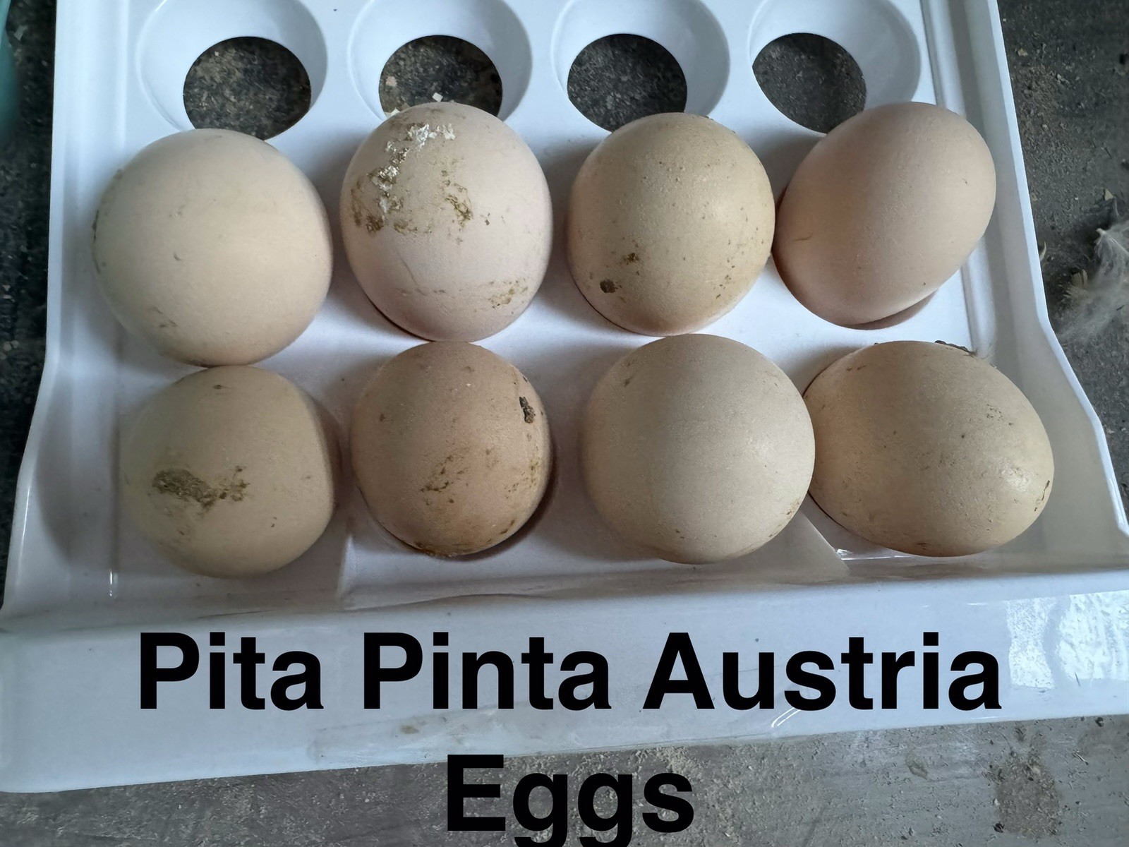 12+2 Pita Pinta Austria Chicken Hatching Eggs