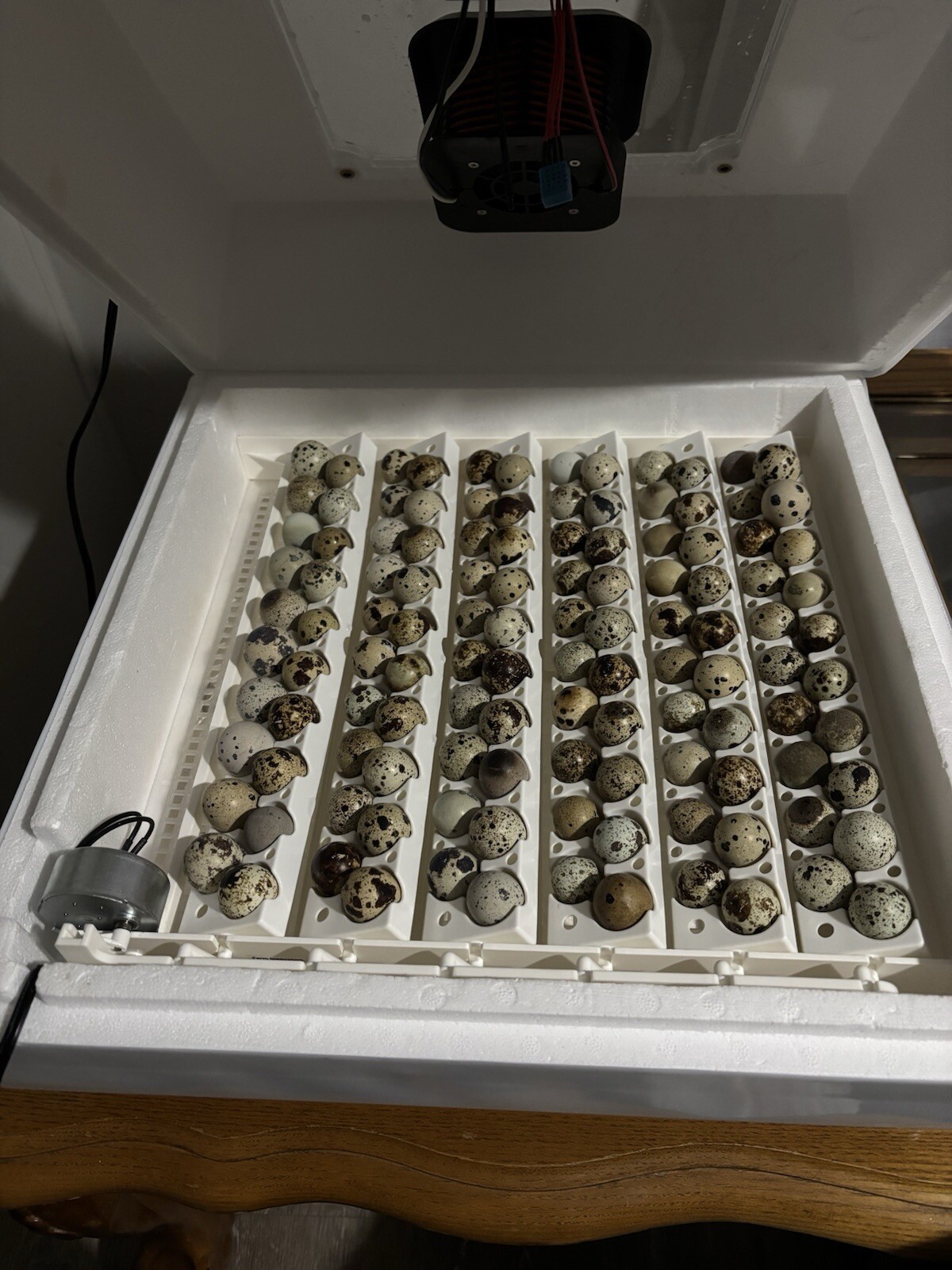 Fertile quail eggs🐣 from farm in texas🇺🇸