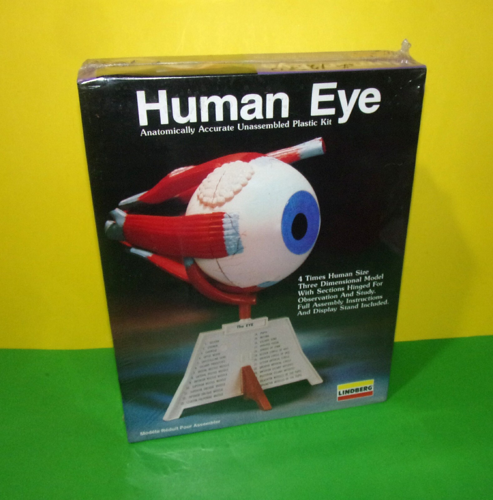 New 1990 Lindberg Human Eye 4X scale Anatomically Accurate Model Kit Sealed